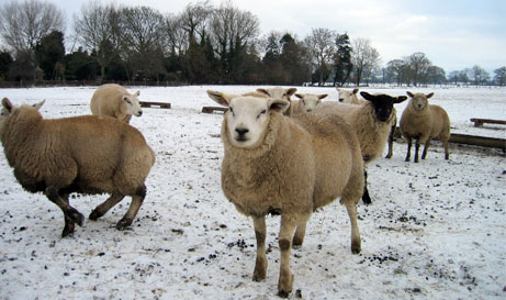 brawby_sheep Bob's sheep