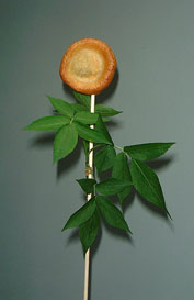 Yorkshire Pudding Flower &copy; Simon Thackray
